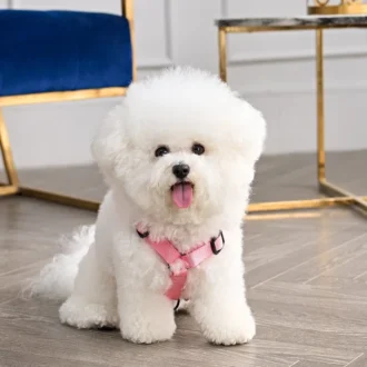 Bling Velour Pet Harness and Leash Set Bling Velour Pet Harness and Leash Set