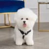 Bling Velour Pet Harness and Leash Set Bling Velour Pet Harness and Leash Set