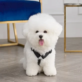 Bling Velour Pet Harness and Leash Set Bling Velour Pet Harness and Leash Set