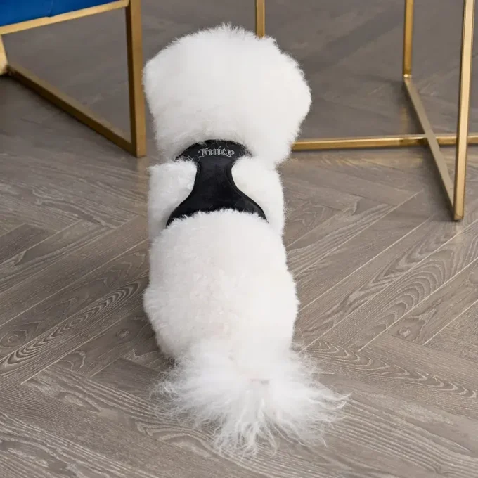 Bling Velour Pet Harness and Leash Set Bling Velour Pet Harness and Leash Set